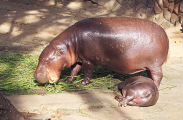 Mother Pygmy Hippo enjoy chewing grasses while her baby napping by her side