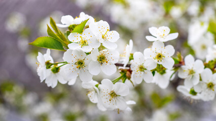 cherry branch with white flowers in the garden on a blurred background, flowering trees in spring