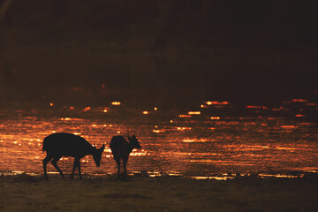 silhouette of a hog deers