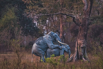 Elephant mating