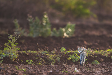 Jungle cat in the forest