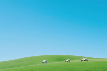 On lovely and tranquil day three cows are peacefully grazing on lush green hillside that is filled with vibrant rich grass. Sustainable and Animal Welfare in Dairy Farming, National and World Milk Day