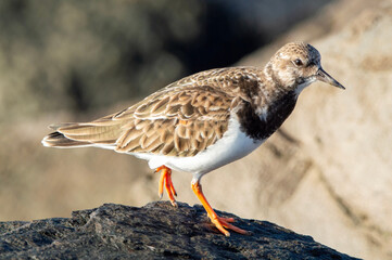 Ave migratoria Vuelvepiedras común en el rompeolas