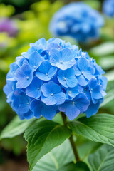 A vivid hydrangea flower in full bloom with i