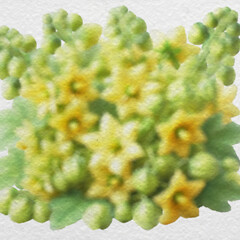 Blooming Yellow Flowers in Watercolor Style with clipping path