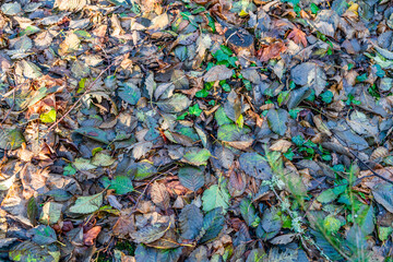 Winter Leaves Background