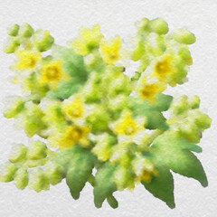 Vibrant Yellow Blossoms in Watercolor Style with clipping path