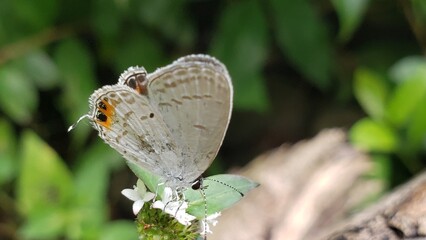 A Gray and Orange Butterfly Perched on a White Flower