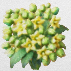 Yellow Green Floral Cluster in Watercolor Style with clipping path