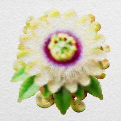 Elegant White and Purple Bloom with Green Leaves with clipping path
