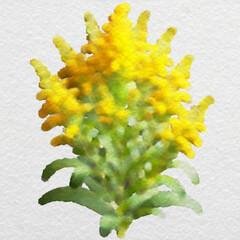 Golden Yellow Floral Stalk with Green Foliage with clipping path