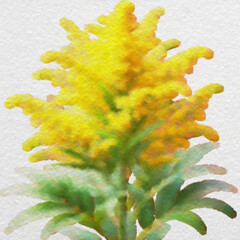 Yellow watercolor floral artwork with clipping path