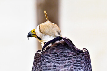 Image of a falcon in captivity in a recovery center in the province of Lérida