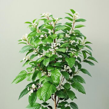 Antioxidant-rich wild betel leafbush for diabetes management, antioxidant-rich, green