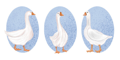 Geese with Easter blue eggs goose greeting card