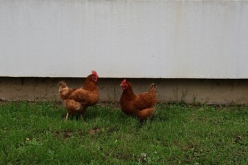 Poulet dans une cité