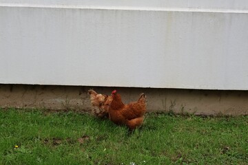 Poulet dans une cité