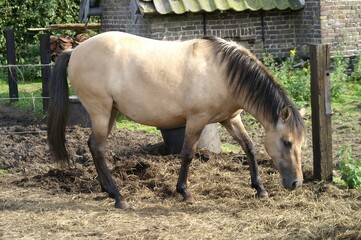 Brown Horse in a Paddock