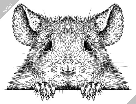 Vintage engraving isolated mouse set illustration mice ink sketch. Rat background rodent silhouette hamster art. Black and white hand drawn vector image