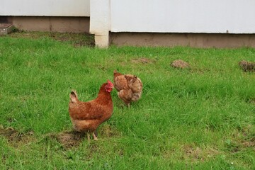 Poulet dans une cité