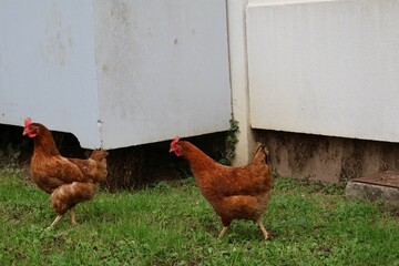 Poulet dans une cité