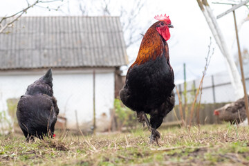 A rooster with its head proudly raised in the garden near the chickens in spring