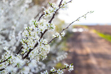 blackthorn bush with white flowers in sunny weather, blackthorn flowering