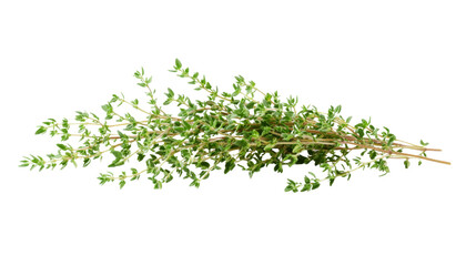 Green twig transparent background