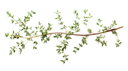 Green twig transparent background