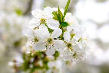 cherry blossom, cherry branch with white flowers on a light background