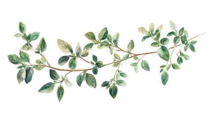 Fototapeta premium Green twig transparent background