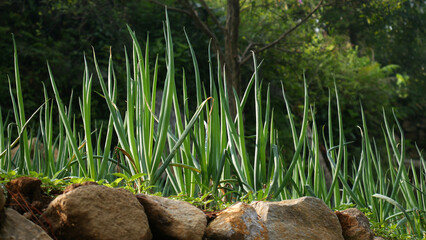 Onion plants with fresh green onion leaves exposed to the morning sun, there are rocks as supports for landslides