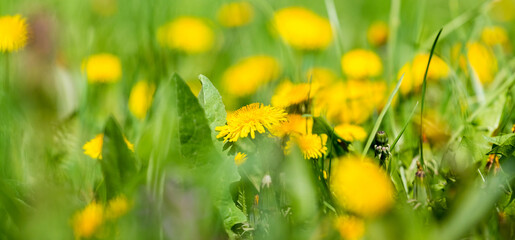 dandelion blossom, yellow dandelions on a blurred background