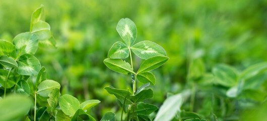 Spring background with green clover leaves
