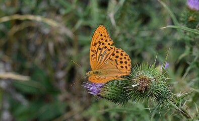 Papillon Femelle Tabac d'Espagne,  Silver-washed Fritillary (Argynnis paphia) posé sur un chardon.