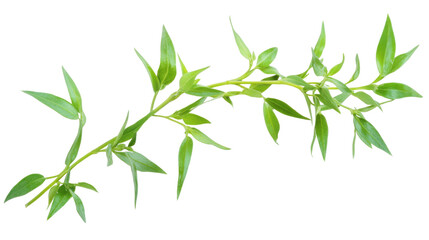 Green twig transparent background