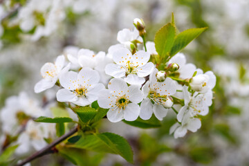 cherry branch with white flowers in the garden on a blurred background, flowering trees in spring