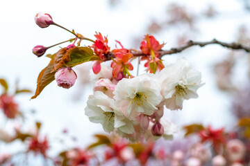 Japanese cherry blossoms. Delicate light pink sakura flowers on a tree in the garden