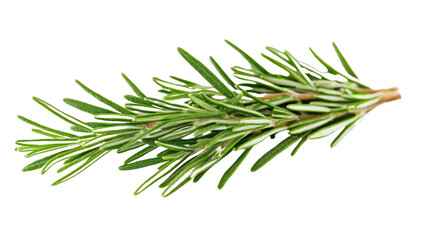 Fototapeta premium Fresh tarragon sprig transparent background