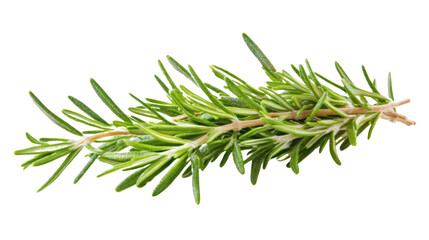 Fresh tarragon sprig transparent background