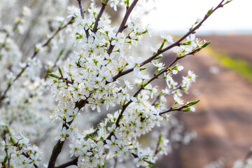 blackthorn bush with white flowers in sunny weather, blackthorn flowering