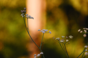 Wild chamomile flowers in the shade of trees