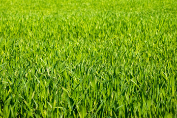 Spring and summer background with green grass