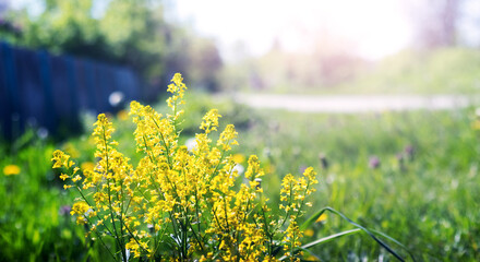yellow wildflowers on both sides of the road in spring on a sunny day © Iryna