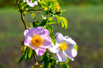 rosehip bush with pink flowers in sunny weather