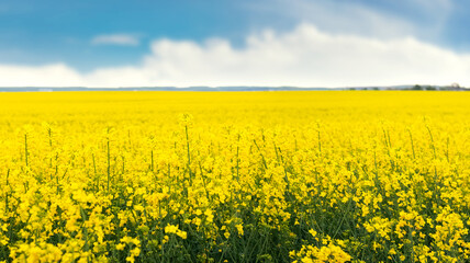 Obraz premium Spring landscape with a yellow field during rapeseed flowering