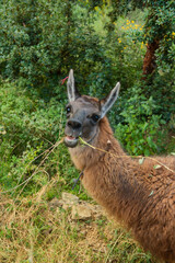 Fototapeta premium Happy Alpaca Grazing Grass