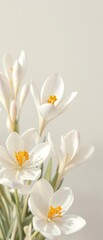 Beautiful white crocuses with bright yellow stamen, flowers, fragility