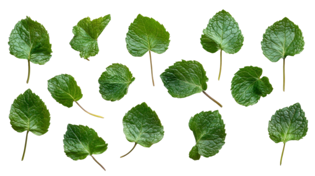 Fresh mint leaves transparent background