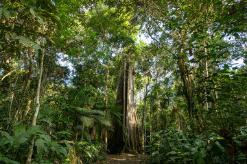 Fototapeta premium Big Tree in the Amazon Rainforest
